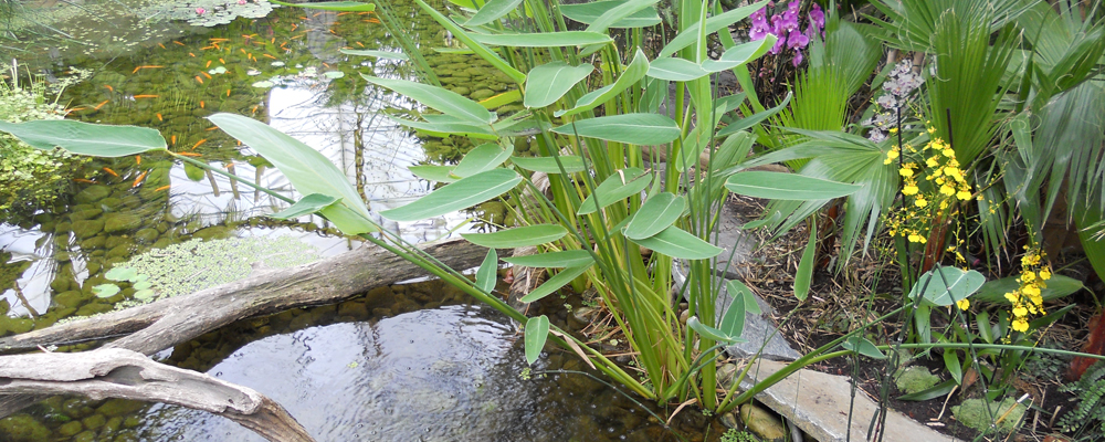 Giardino acquatico